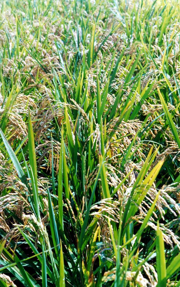 Foto Box-Arroz (Plantacao)-