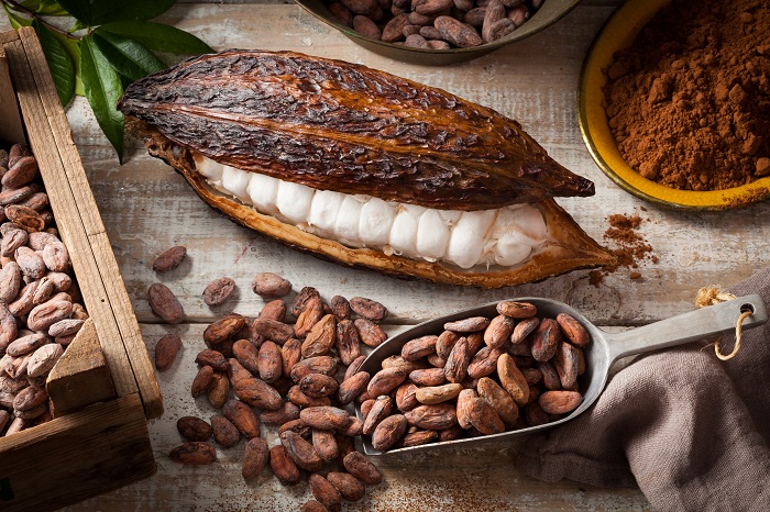 Cacao : génétique, culture, récolte
