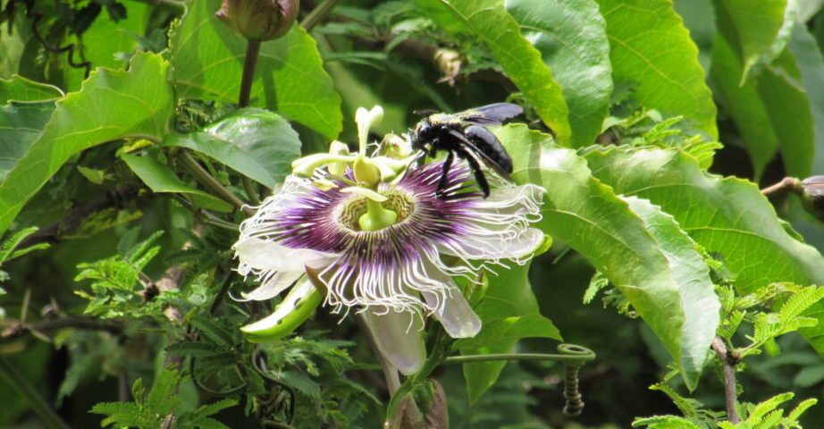 Programa de Pós-Graduação em Agroecologia e Desenvolvimento Rural (PPGADR) – Leticia Bolonha Lucati