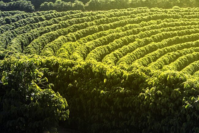 Farm coffee plantation in Brazil