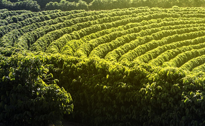 Farm coffee plantation in Brazil