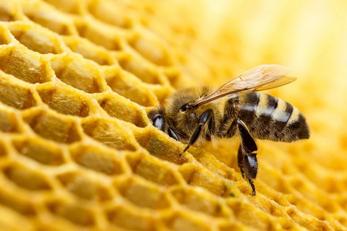 Abelhas, além da cera e do mel