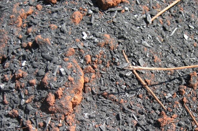 Aline Peregrina Puga_Embrapa