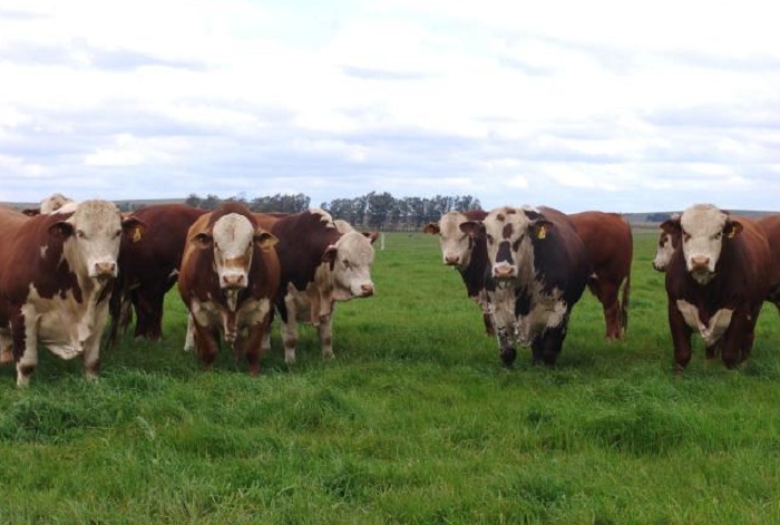 Kéke Barcellos_Embrapa Pecuária Sul