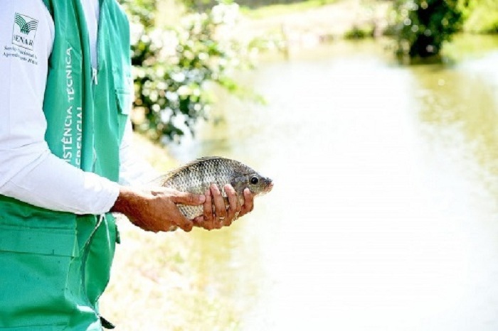 Peixe_Senar_CNA