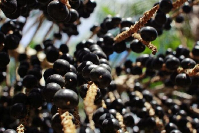 açai_embrapa