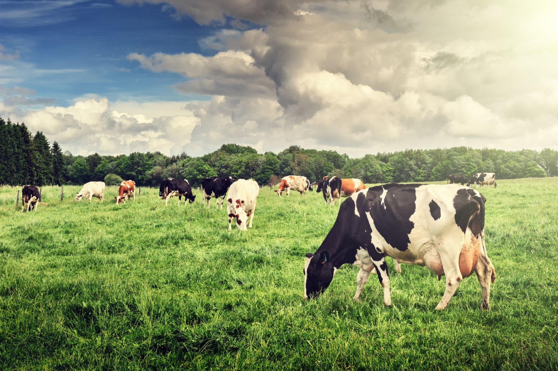 landwirtschaft-kuehe-weidehaltung