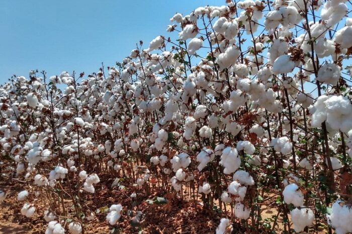 4 – IMG_003_Foto Fundacao Bahia_editado