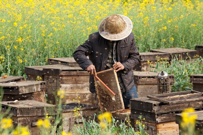 Apicultor retirando mel_ Foto_Shutterstock