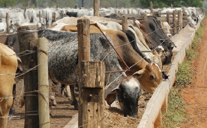 Confinamento De Bovinos: Planejamento é Essencial - A Lavoura