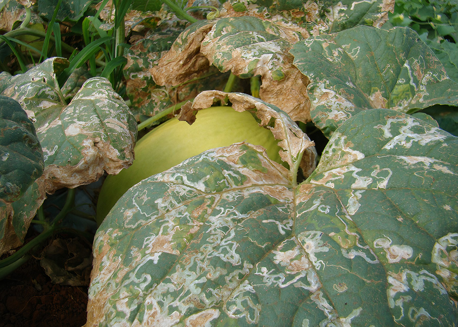 Mosca-minadora ataca plantações de melão