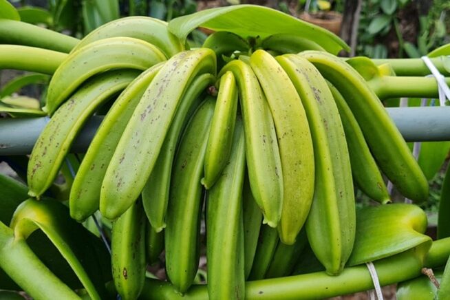 2 – IMG_001 Foto Zenilton Gaioso_editado