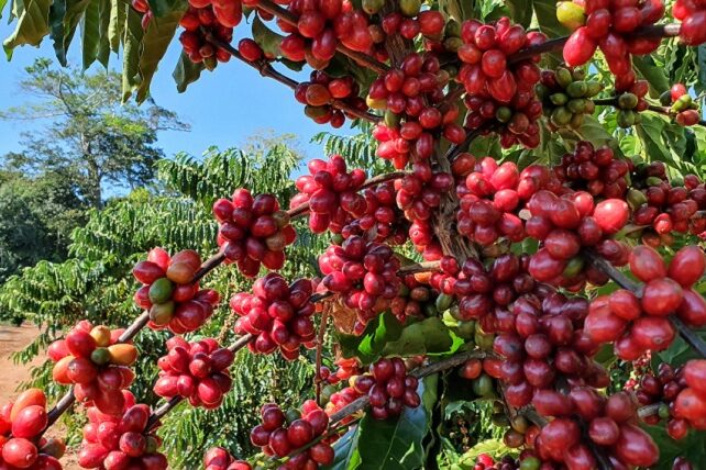 4-IMG_003_CAFE-ROBUSTA-AMAZONIA_editado