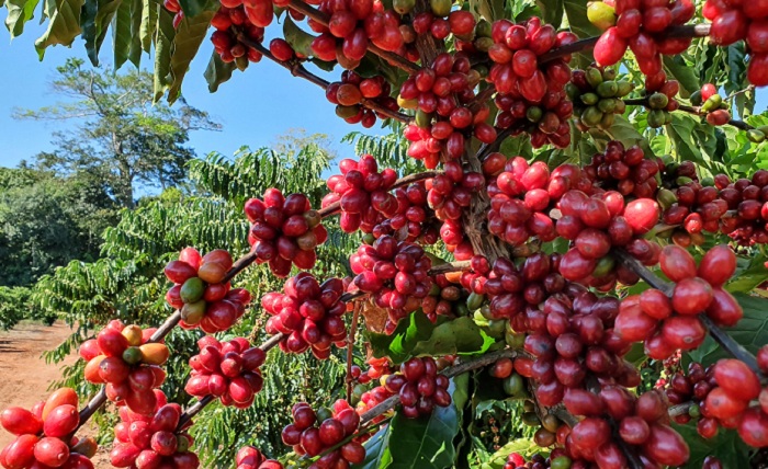 4-IMG_003_CAFE-ROBUSTA-AMAZONIA_editado