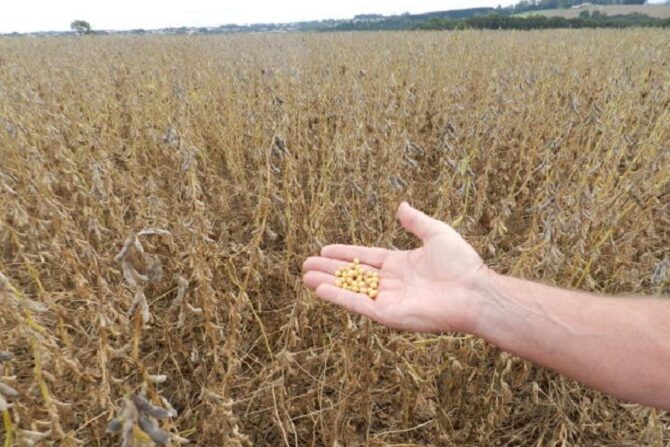 Foto_Giovani Luiz CastoldiDivulgação Embrapa