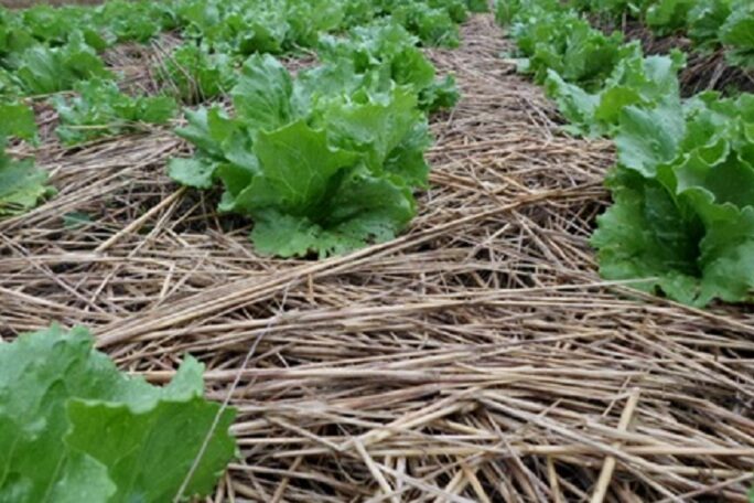 Proteção permanente do solo com palhada, utilizando plantas de cobertura para formar biomassa_Foto_Epagri