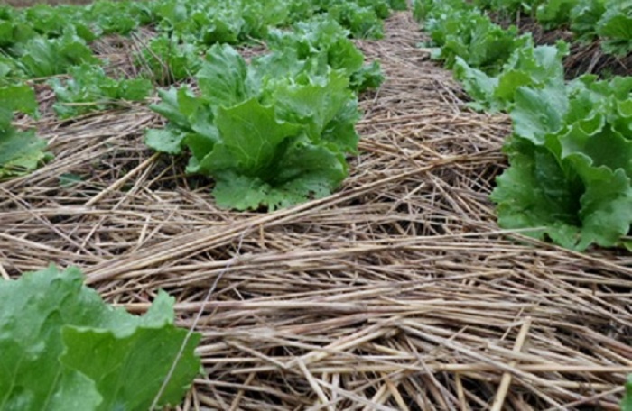 Proteção permanente do solo com palhada, utilizando plantas de cobertura para formar biomassa_Foto_Epagri
