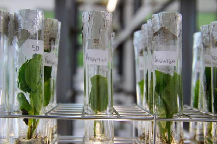 biotecnologia_embrapa