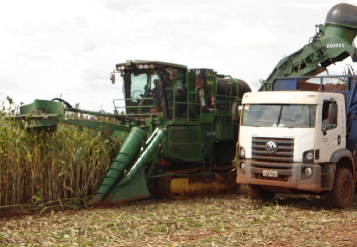 sorgo embrapa