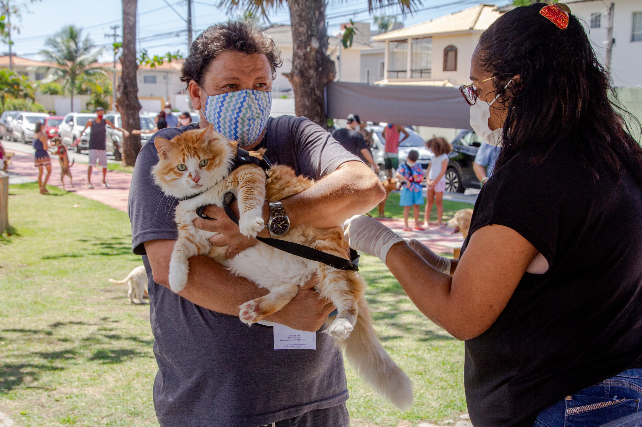 Gatos também devem ser vacinados contra a raiva. Foto: Natanael Kiss/Prefeitura de Lauro de Freitas (BA) 