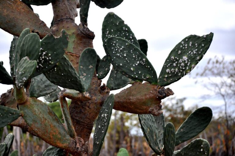 Praga cochonilha em folha de cacto