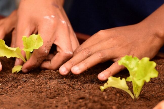 0-Horta-Sensorial—Uberaba-(503)-(1)-l_editado