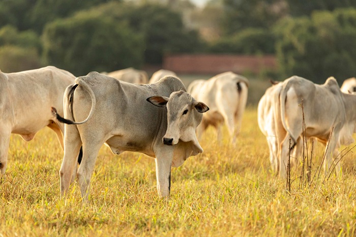 2 – cows-pasture-sunset_editado