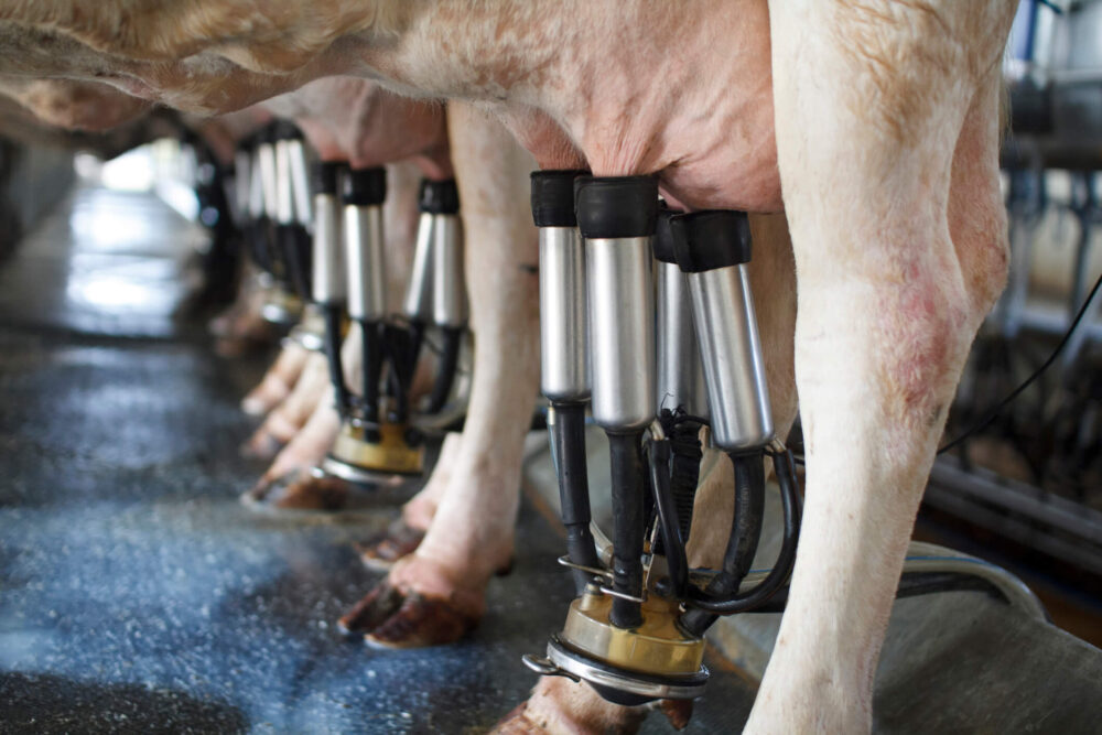 Ordenhadeiras em vacas leiteiras Ordenhadeiras em vacas leiteiras