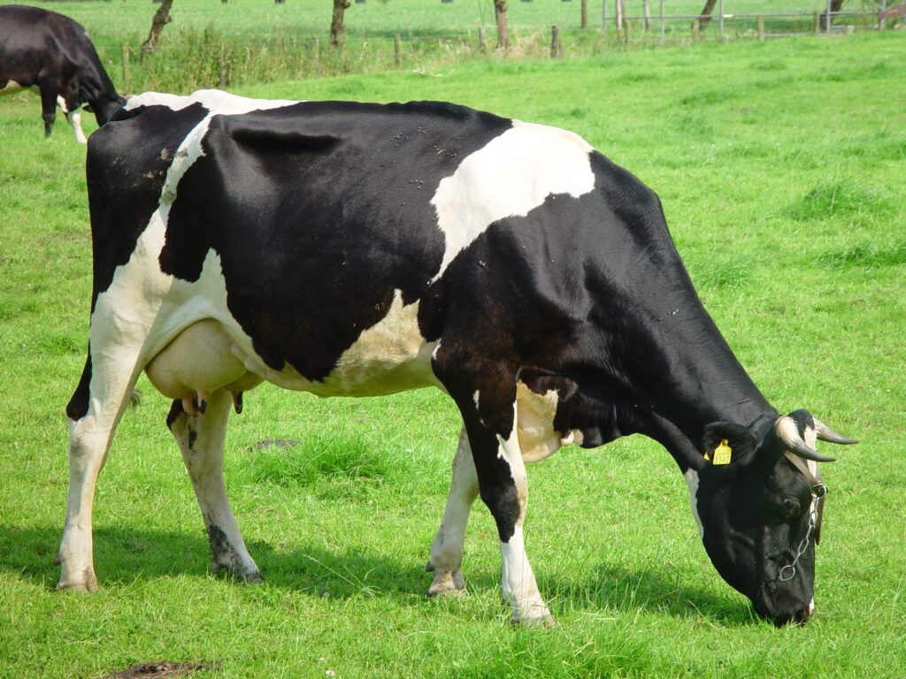 vaca leiteira pastando
