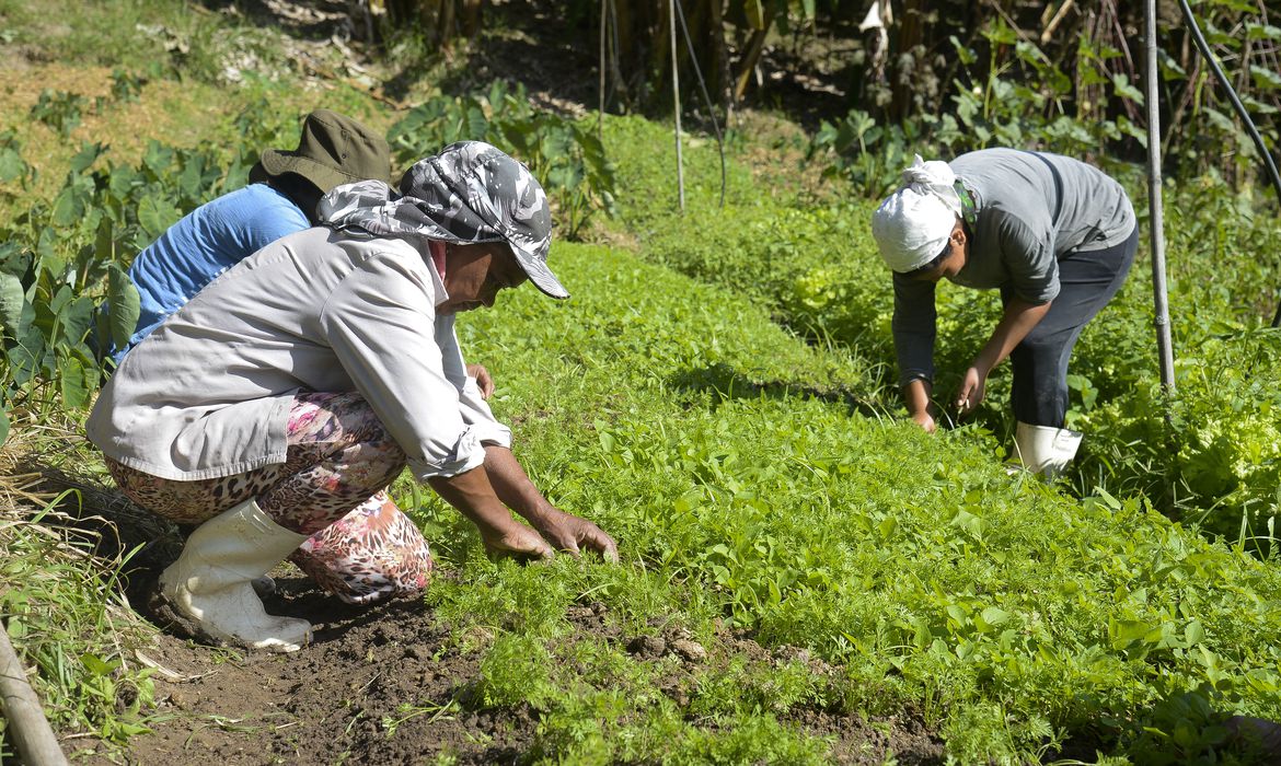 pequenos agricultores na horta agricultores familiares horta