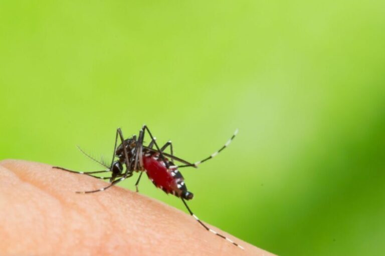 mosquito da dengue em pele humana . Armadilha combate mosquito da dengue. mosquito da dengue em pele humana