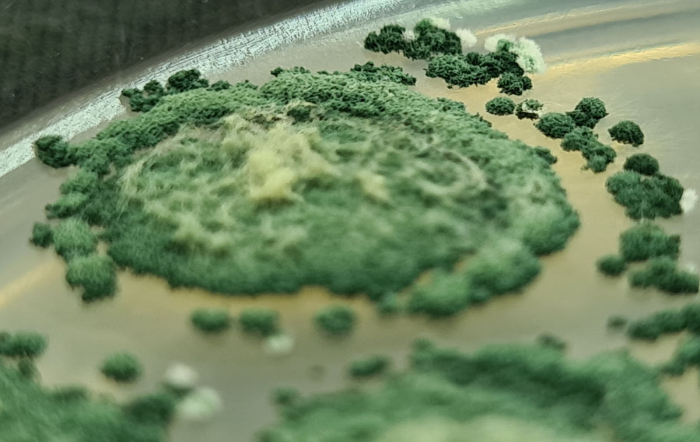 Zayame Vegette_Embrapa_fotor