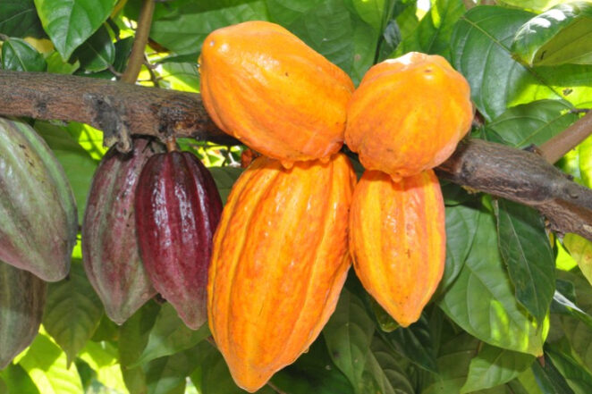 1 – IMG_001 CACAU_ Foto iStock_Reproducao MAPa_fotor