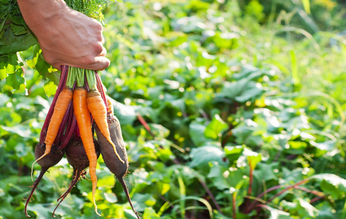 alimentos-organico_A Lavoura_fotor
