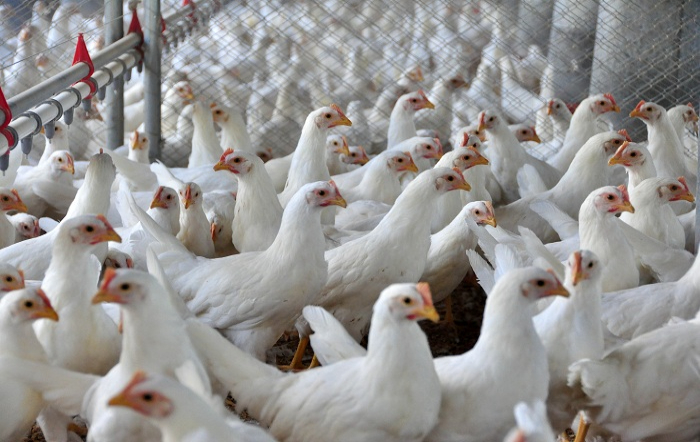 bem estar das aves_embrapa_fotor