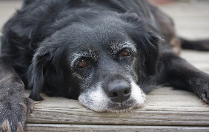 cão idoso_AdobeStock_121319270_fotor