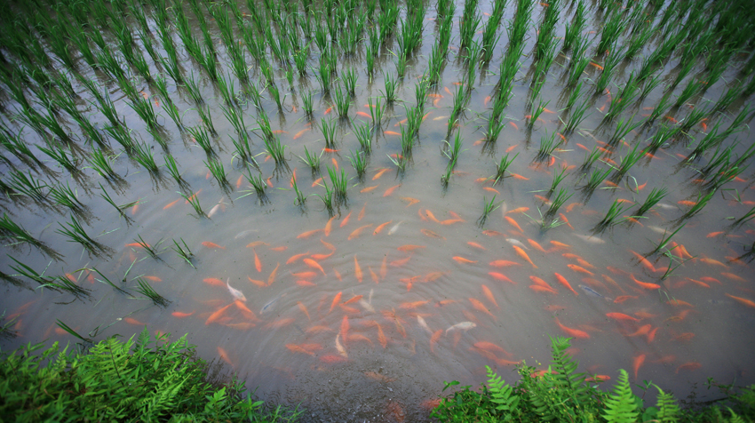 50116228132_b2b935abb0_o