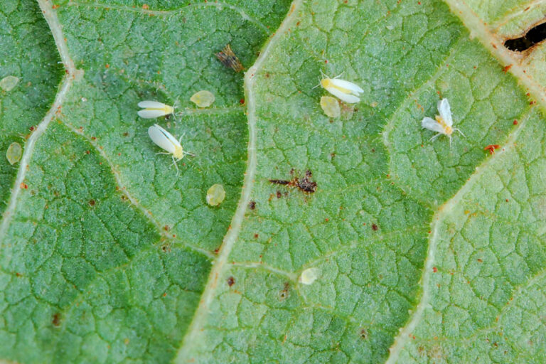 mosca-branca-soja-Foto-Sebastião-Araújo