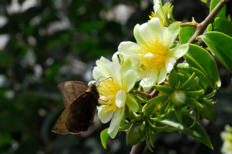 0-FOTO ABRE- Pereskia_aculeata8