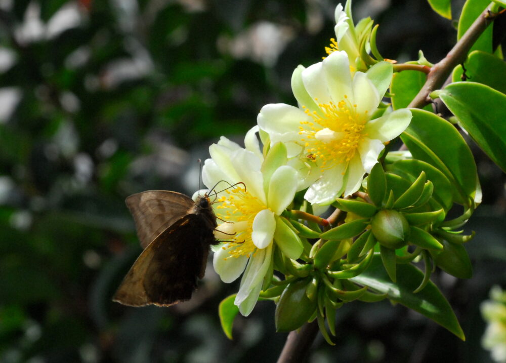 0-FOTO ABRE- Pereskia_aculeata8