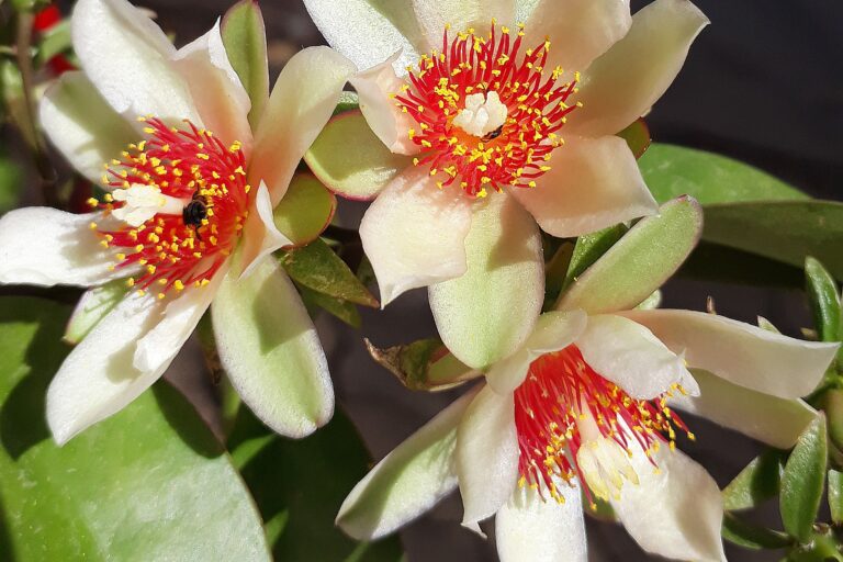 pereskia aculeata pixabay flower-flower