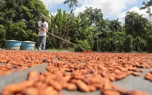 cacau-sidney-oliveira.jpg-2-600×375