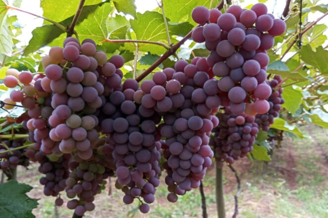 Foto Angelica Bender