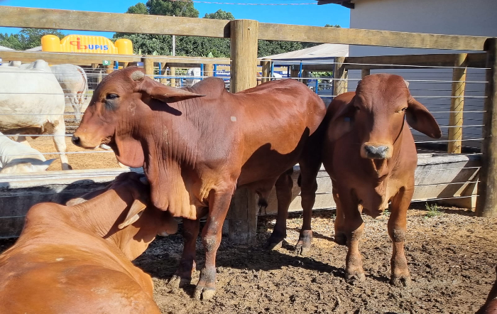 Divulgação AgroBrasília