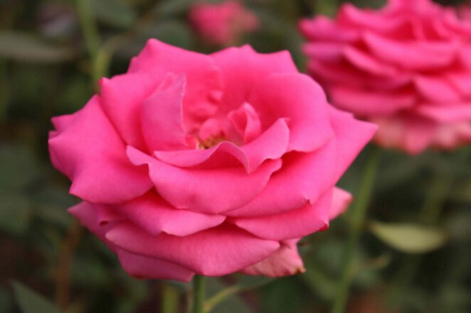 Flor-Pink-Rose-em-Holambra_Foto_Tamy-Atamay_Shutterstock-fotor-2023061910131