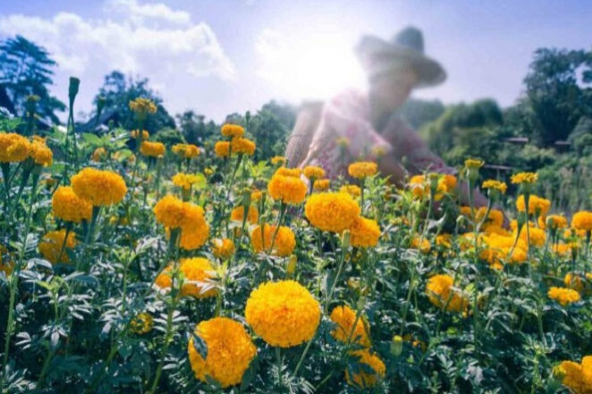 campo-de-calendulas_shutterstock