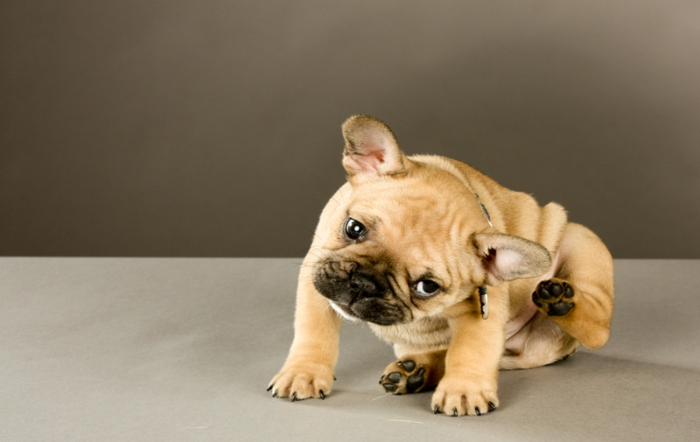 Foto_Shutterstock