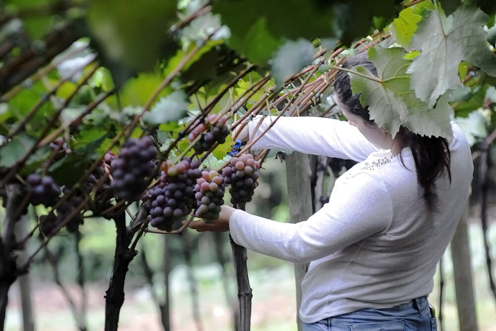 0 FOTO ABRE -plantacao_uva-33