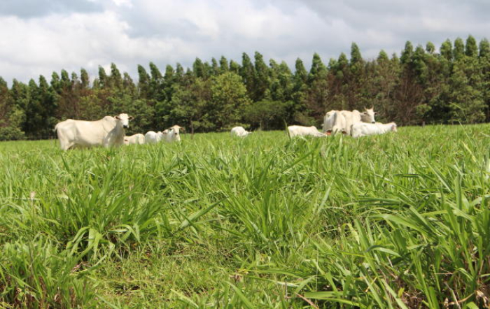 Foto: Cristina Brito_Embrapa