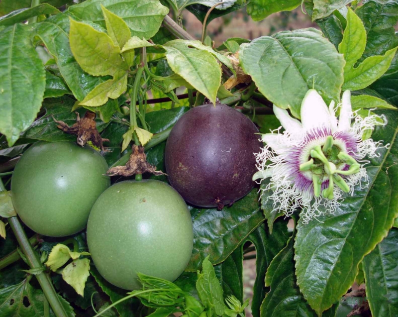 0 – FOTO ABRE -maracujá roxo Agencia FAPESPg